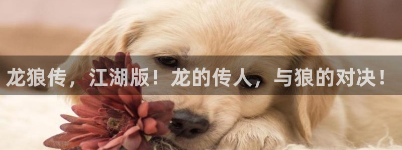 谷围南亭下拉式包子漫画：龙狼传，江湖版！龙的传人，与狼的对决！