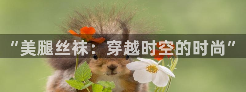 包子漫画页面入口：“美腿丝袜：穿越时空的时尚”